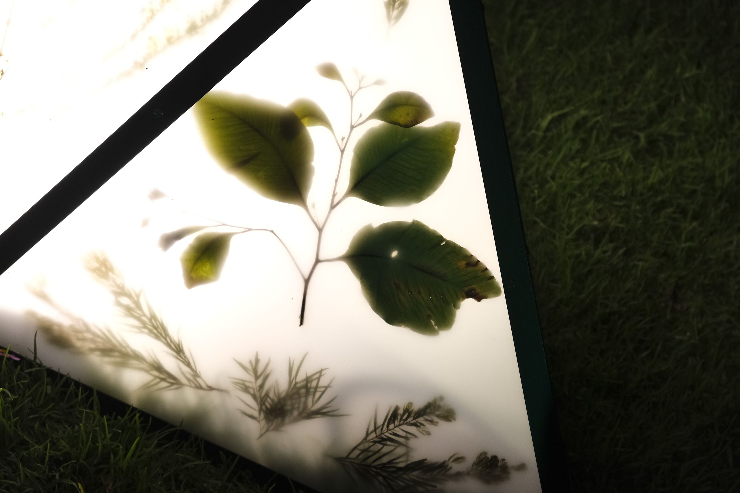 A branch with leaves, behind glass in an illuminated enclosure